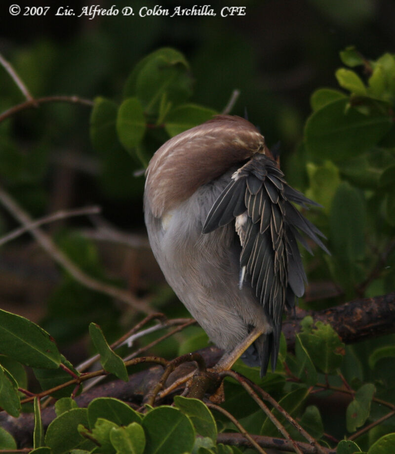 Green Heron