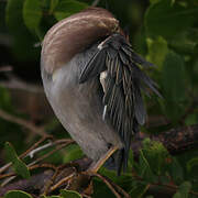 Green Heron