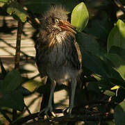 Green Heron