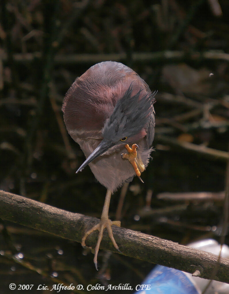 Green Heron