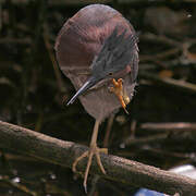 Green Heron