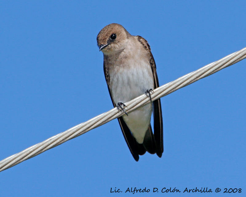 Northern Rough-winged Swallow