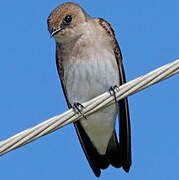 Northern Rough-winged Swallow