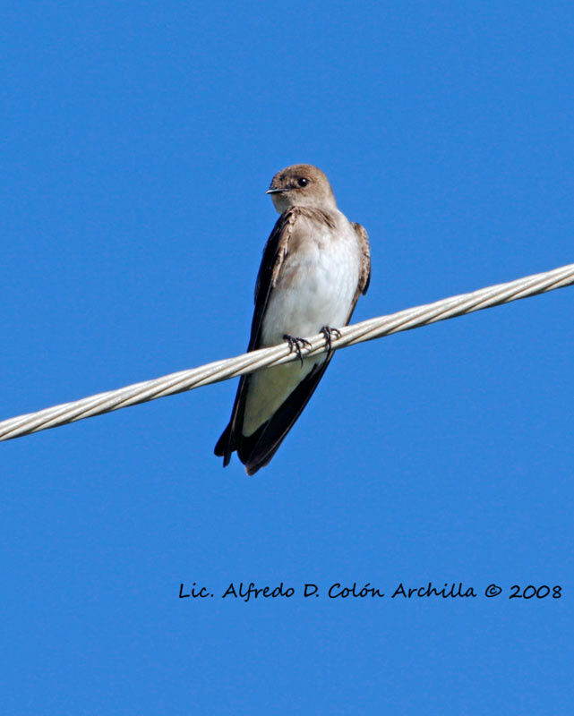 Hirondelle à ailes hérissées