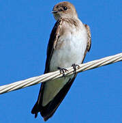 Northern Rough-winged Swallow