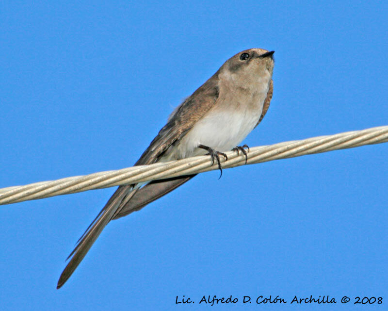 Northern Rough-winged Swallow