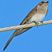 Northern Rough-winged Swallow