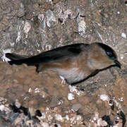 Cave Swallow