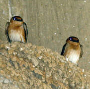 Cave Swallow