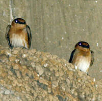 Hirondelle à front brun