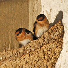 Hirondelle à front brun