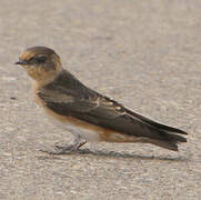 Cave Swallow