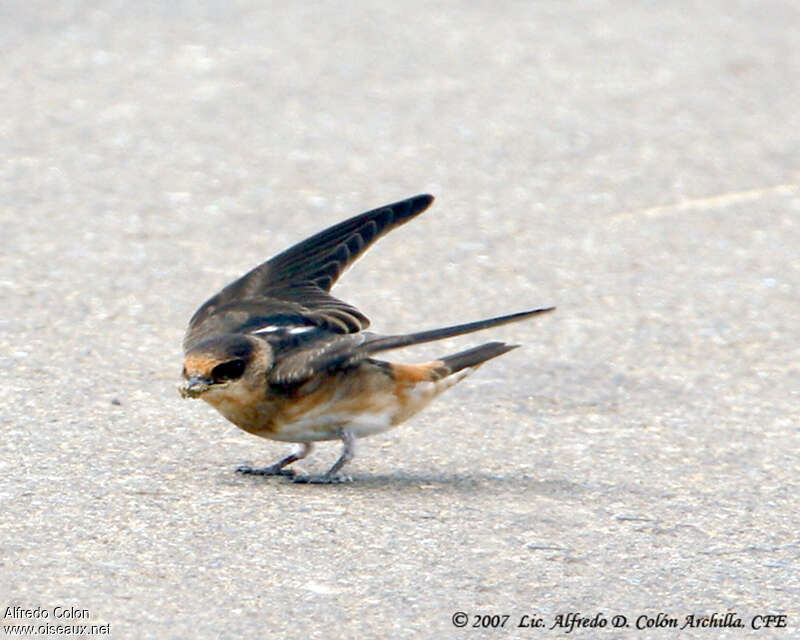 Cave Swallowadult, identification