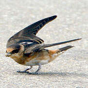 Cave Swallow