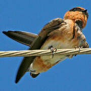 Cave Swallow