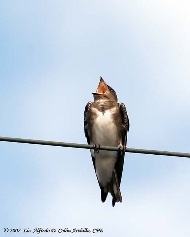 Caribbean Martin