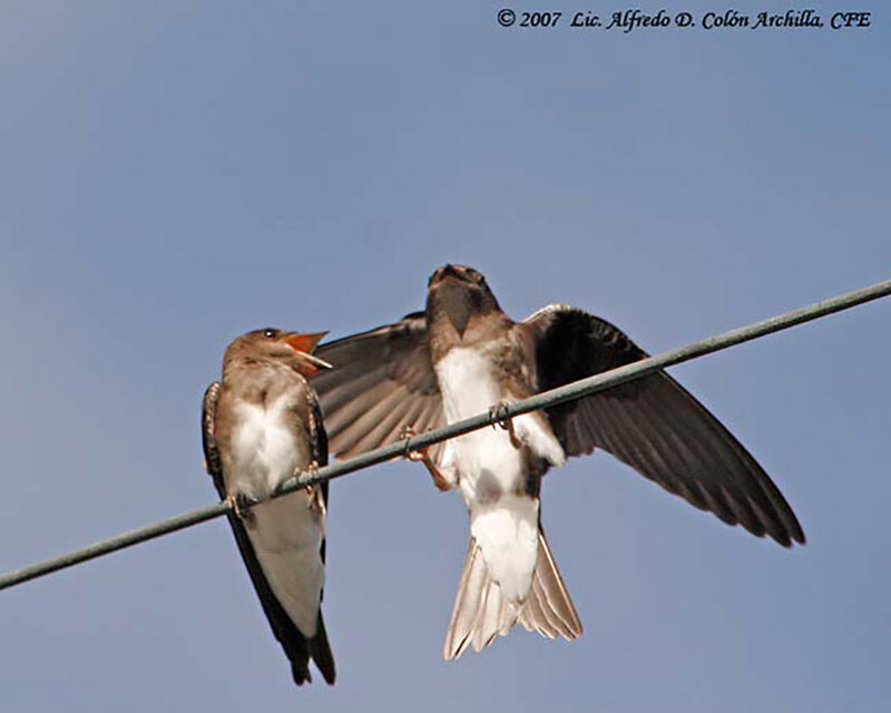 Hirondelle à ventre blanc