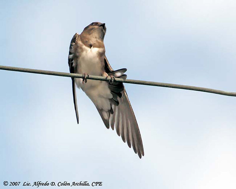 Hirondelle à ventre blanc