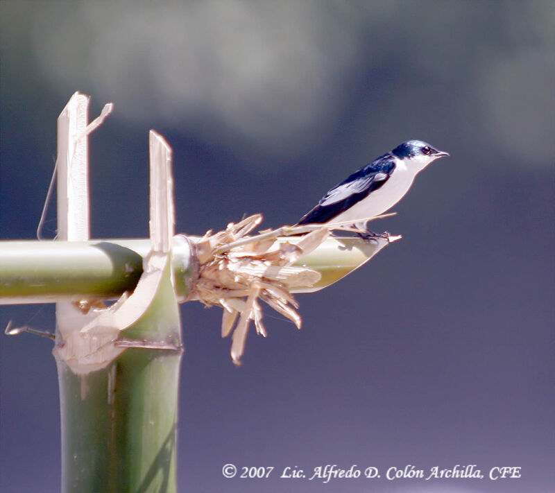 Blue-and-white Swallow