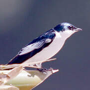 Blue-and-white Swallow