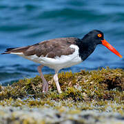 American Oystercatcher