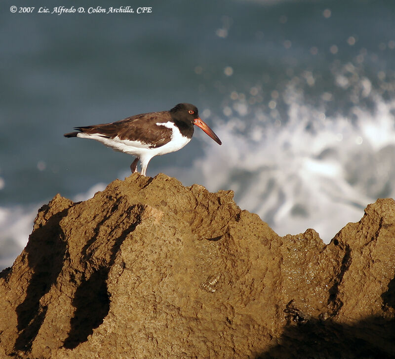 American Oystercatcher