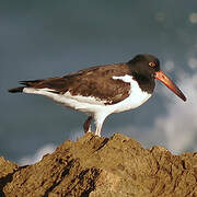 American Oystercatcher