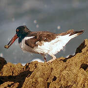 American Oystercatcher