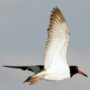 American Oystercatcher