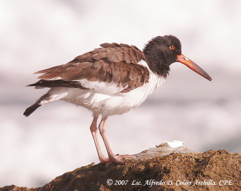 American Oystercatcher