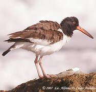 American Oystercatcher