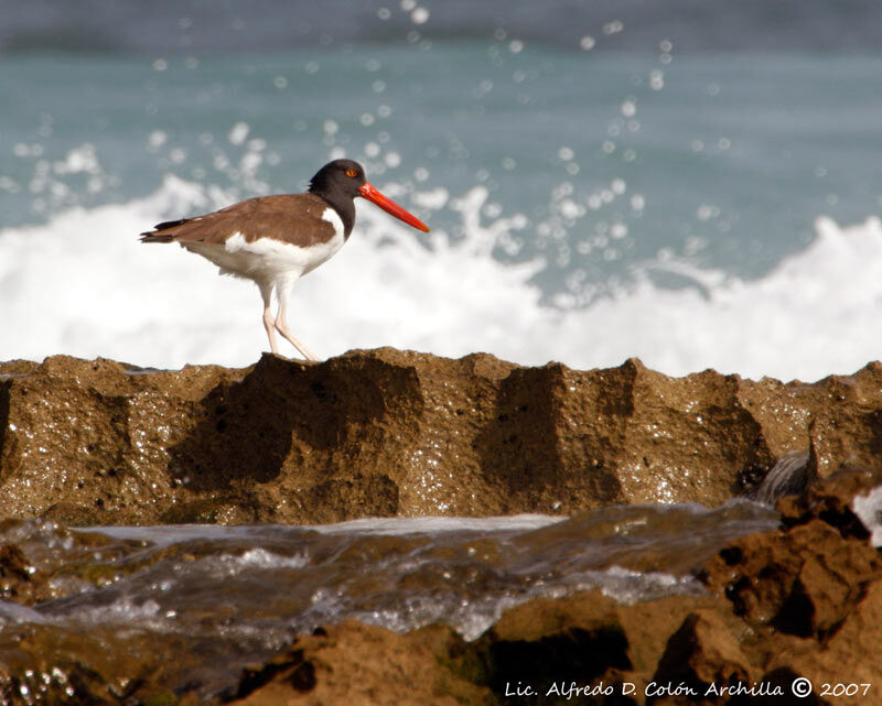 American Oystercatcher