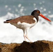 American Oystercatcher