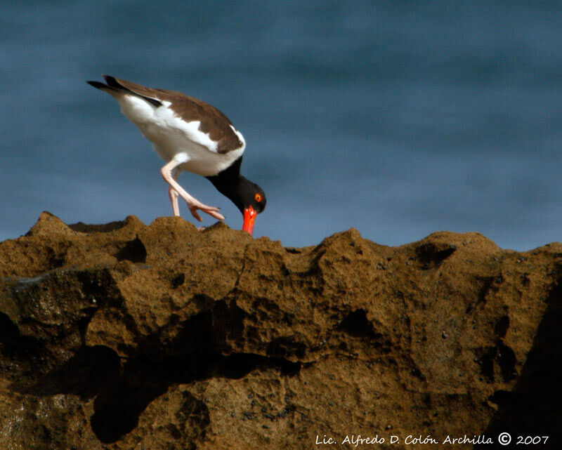 American Oystercatcher