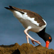 American Oystercatcher