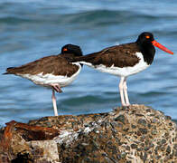 American Oystercatcher