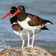 American Oystercatcher