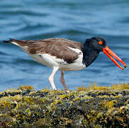 American Oystercatcher