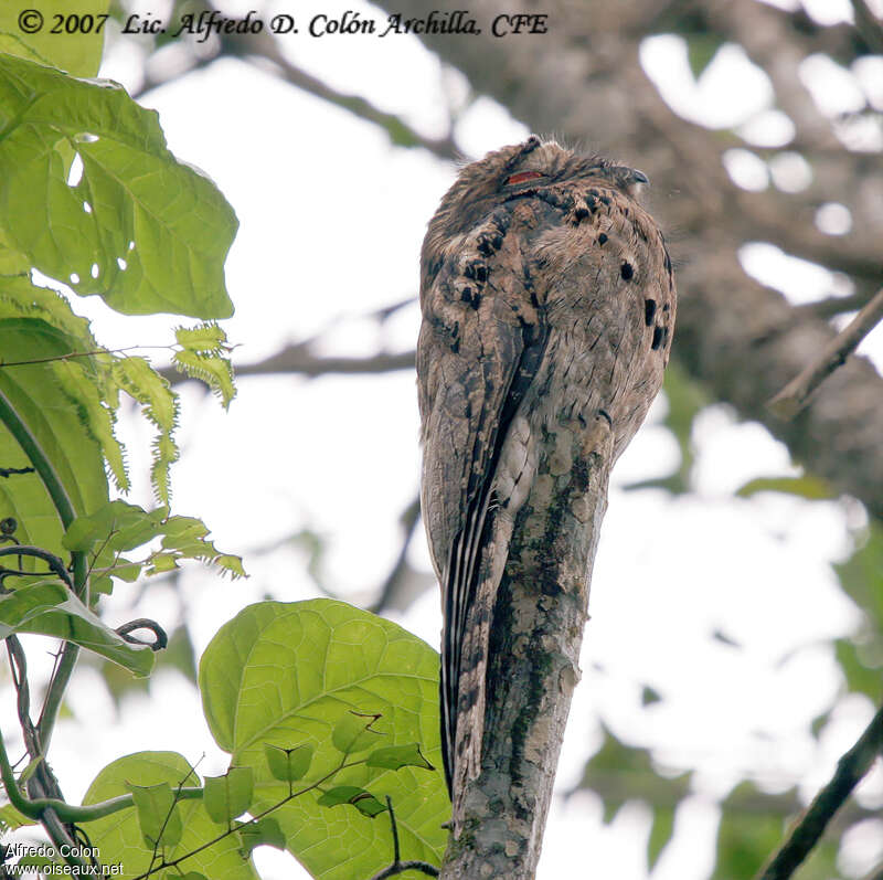 Common Potoo, camouflage