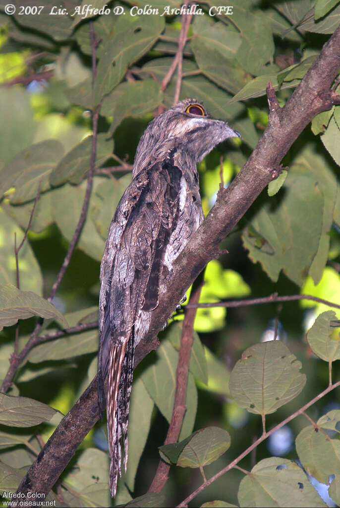 Northern Potoo, identification