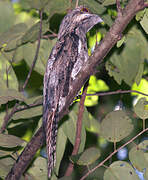 Northern Potoo