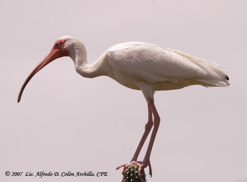 Ibis blanc