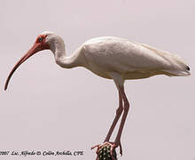 Ibis blanc