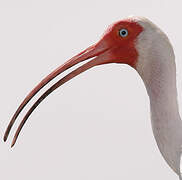 American White Ibis