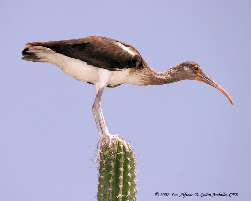 American White Ibisimmature