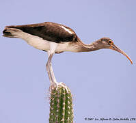 American White Ibis