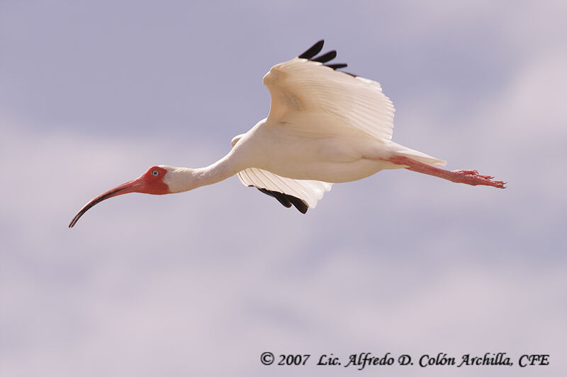 Ibis blancadulte