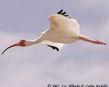 American White Ibis