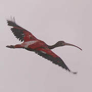 Scarlet Ibis