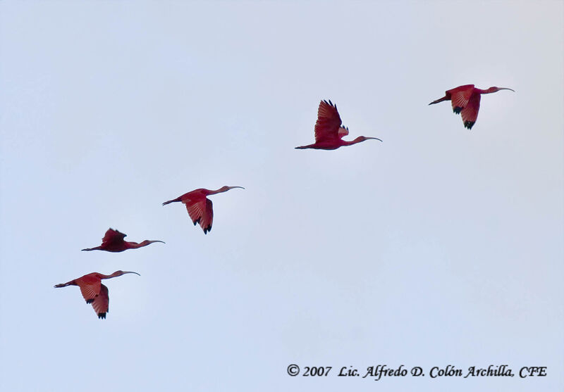 Scarlet Ibis